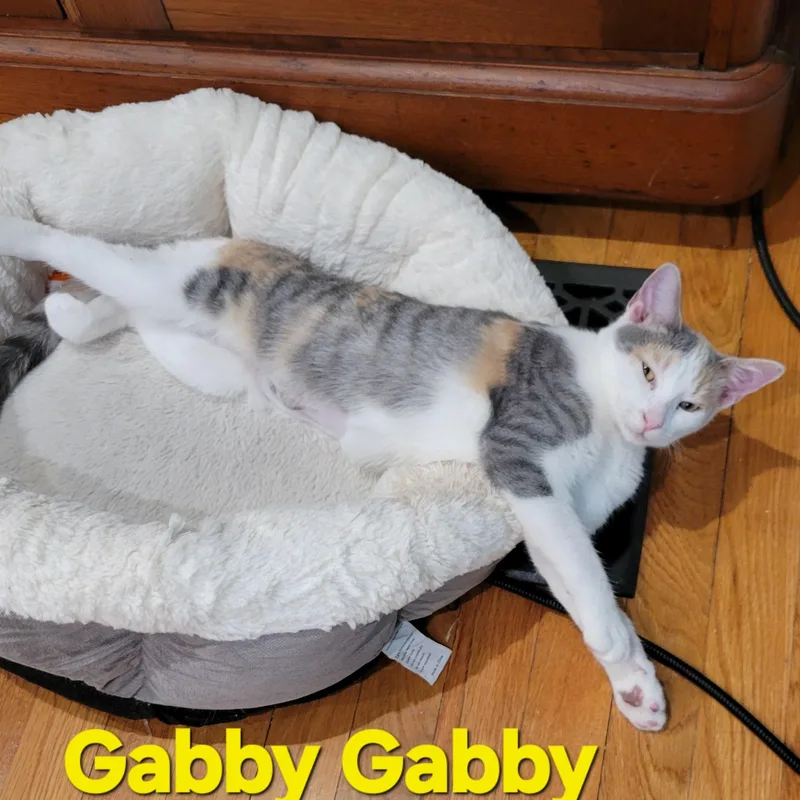 Gabby Gabby
