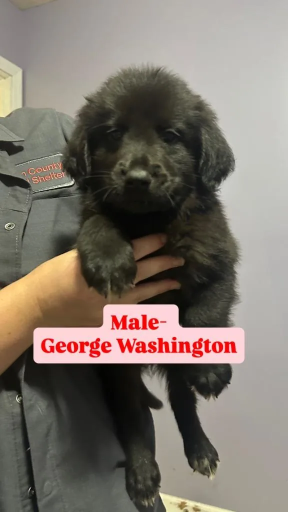 A baby medium-sized male Labrador Retriever dog named George Washington for adoption in Russellville, KY
