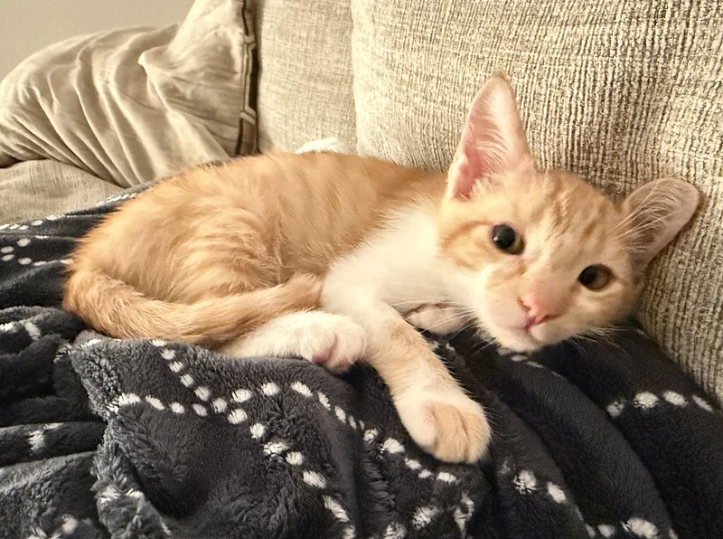A baby small-sized male Domestic Short Hair cat named Cheddar for adoption in Burbank, CA