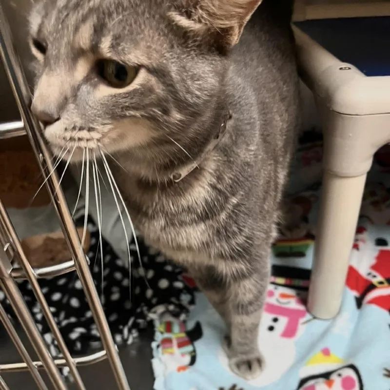 An adult large-sized male Gray / Blue / Silver Domestic Short Hair cat named Chico for adoption in Naples, FL