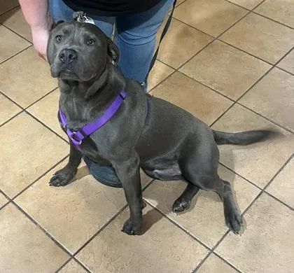 A young medium-sized male Mixed Breed dog named Bubba for adoption in Longmont, CO