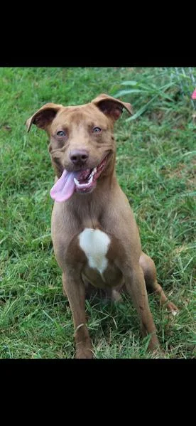 An adult medium-sized male Red / Chestnut / Orange Chocolate Labrador Retriever dog named Tobassco for adoption in Berea, KY