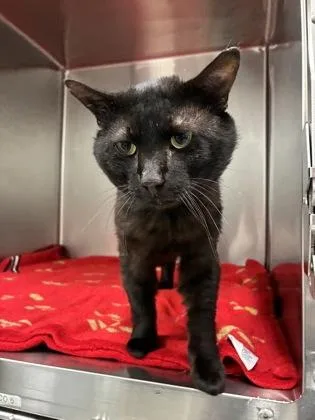 An adult medium-sized male Black Domestic Short Hair cat named Tik And Also Tok for adoption in Kansas City, MO
