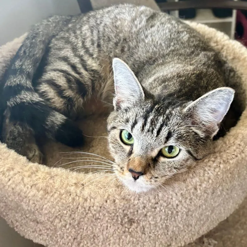 A young medium-sized female Brown / Chocolate Domestic Short Hair cat named Picotin for adoption in Boston, MA
