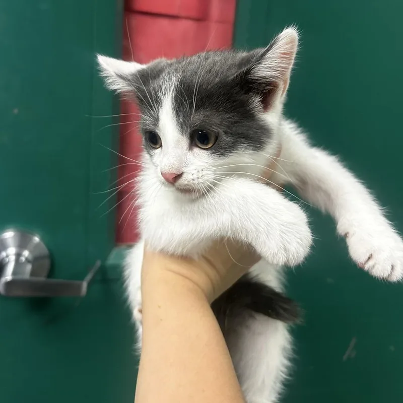 A baby small-sized female Domestic Short Hair cat named Gouda for adoption in Waukesha, WI