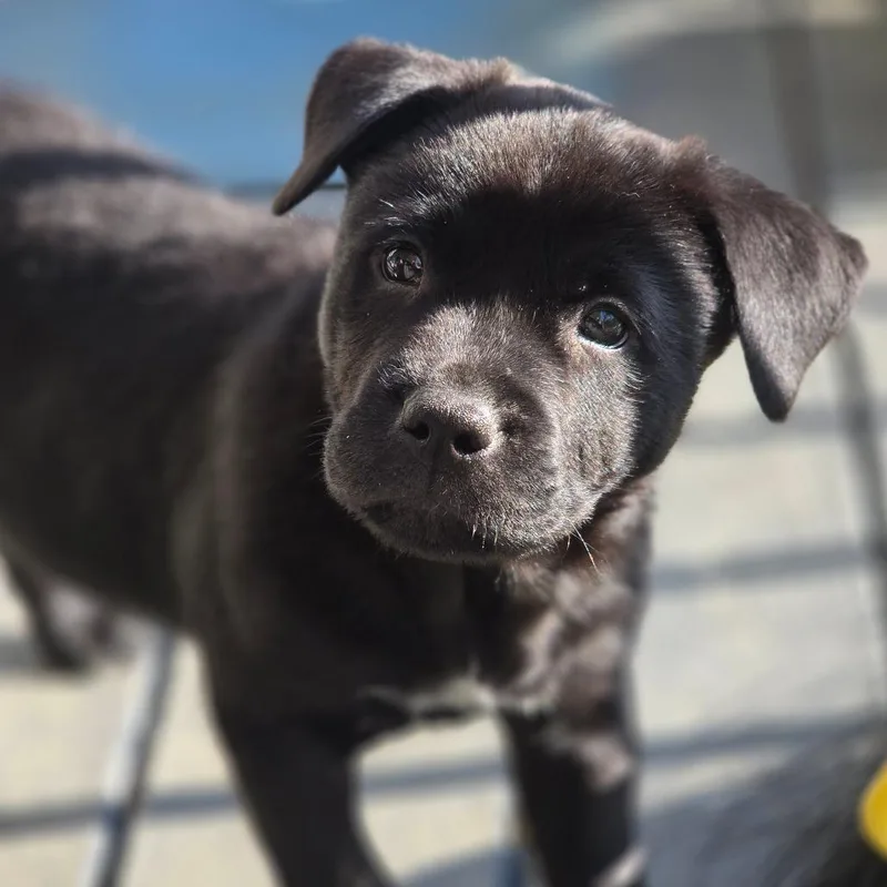 A baby medium-sized male Black Mixed Breed dog named Ryan for adoption in Fredericksburg, VA