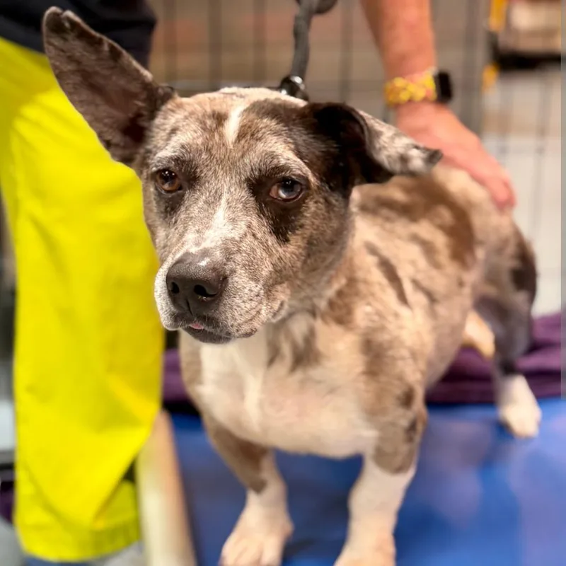 An adult medium-sized female Gray / Blue / Silver Mixed Breed dog named Flower for adoption in DeKalb, IL