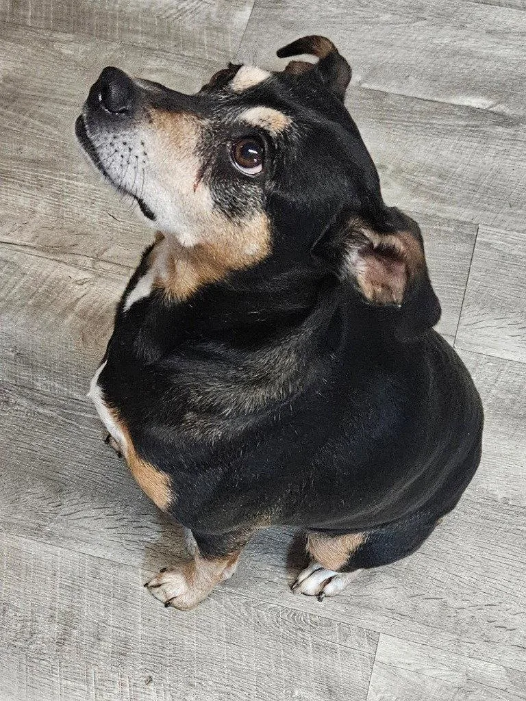 An adult medium-sized female Terrier dog named River for adoption in Ellijay, GA