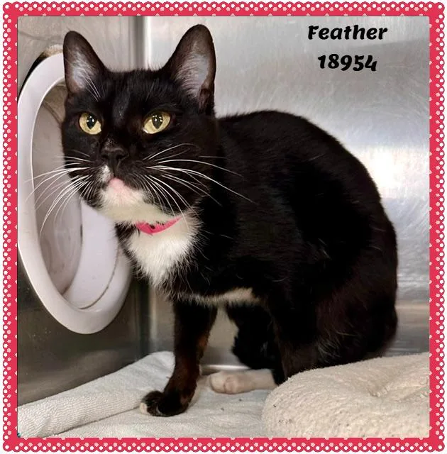 An adult medium-sized female Black & White / Tuxedo Domestic Short Hair cat named Feather for adoption in Marietta, GA