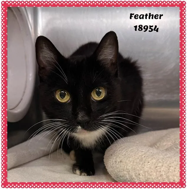 Feather thumbnail 3