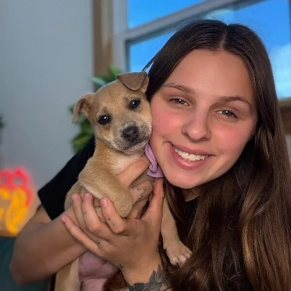 A baby medium-sized female Yellow / Tan / Blond / Fawn Pit Bull Terrier dog named Hannah Baby Princess for adoption in Friendswood, TX