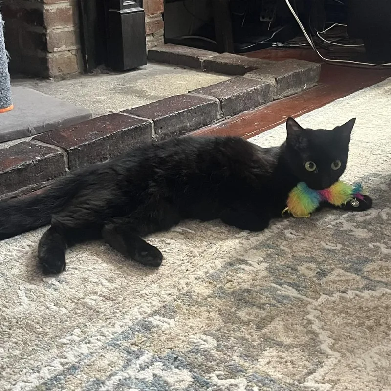 A young medium-sized female Black Domestic Medium Hair cat named Puma for adoption in Gibsonia, PA