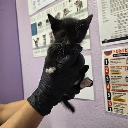 A baby small-sized male Black Domestic Short Hair cat named 61627152 for adoption in El Paso, TX