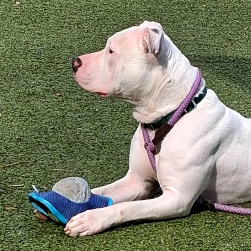 An adult medium-sized female White / Cream Pit Bull Terrier dog named Whipped Cream for adoption in Greensboro, NC