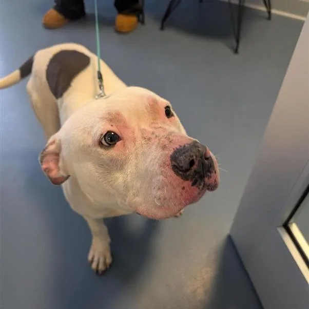 Whipped Cream thumbnail 3