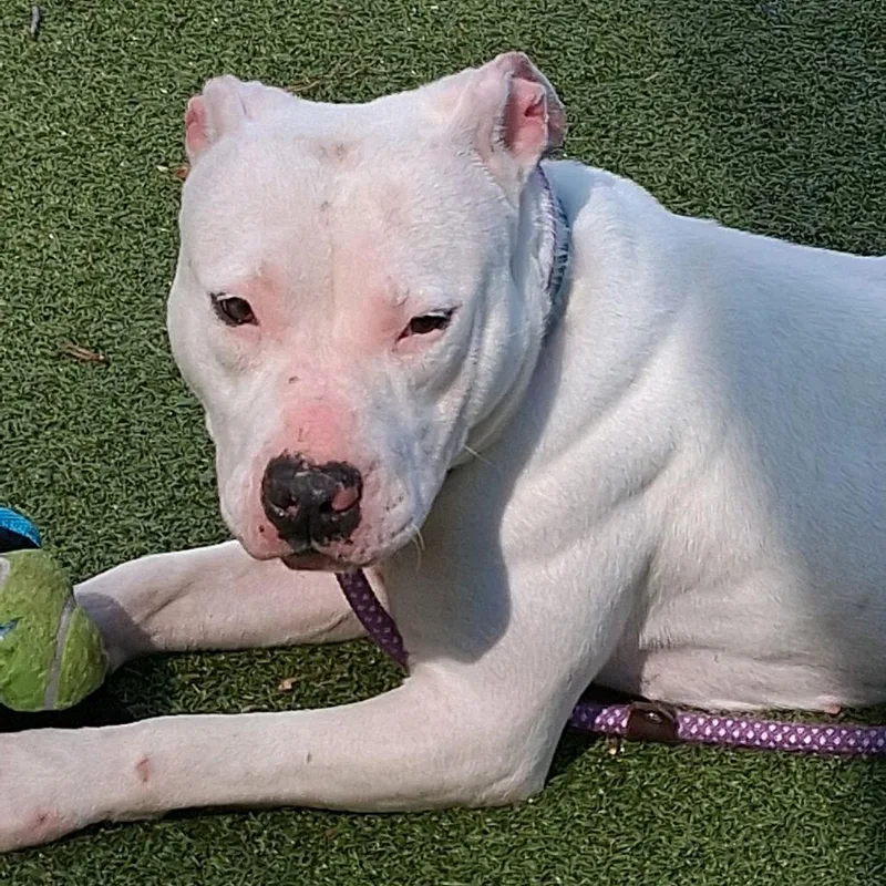 Whipped Cream thumbnail 4