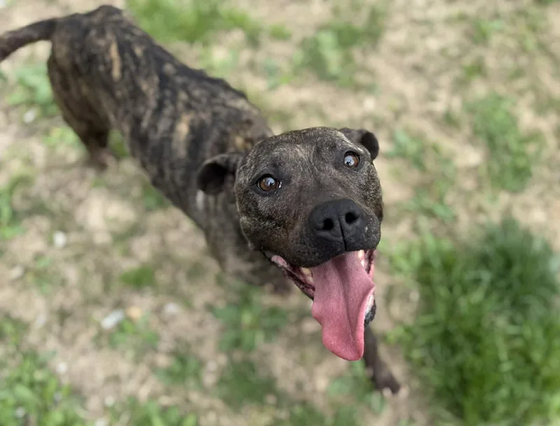 An adult medium-sized female Brindle Mixed Breed dog named Swirl for adoption in Leitchfield, KY