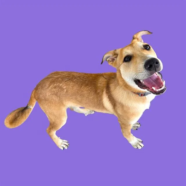 A baby small-sized female White / Cream Shepherd dog named Bingo  URGENT for adoption in Thousand Oaks, CA