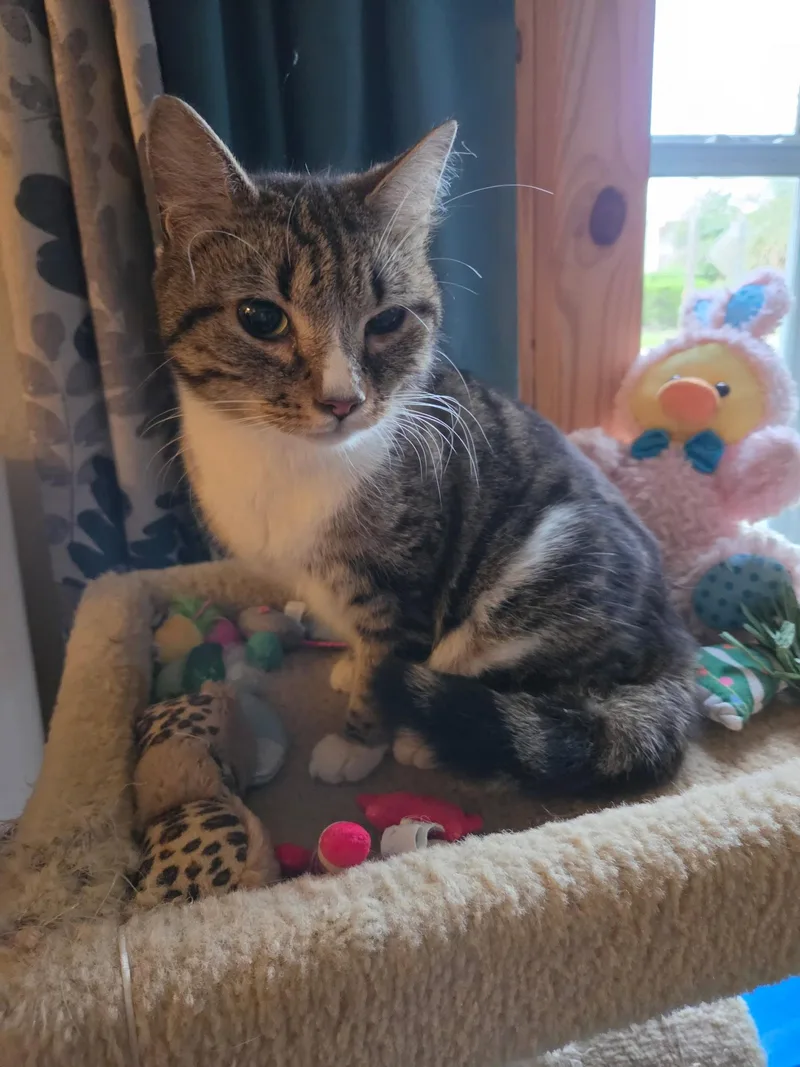 A young medium-sized female Domestic Short Hair cat named Salina for adoption in Oviedo, FL