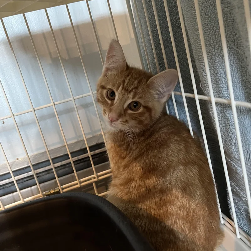 A baby small-sized male Tabby (Orange / Red) Domestic Short Hair cat named Pop for adoption in Salisbury, MA