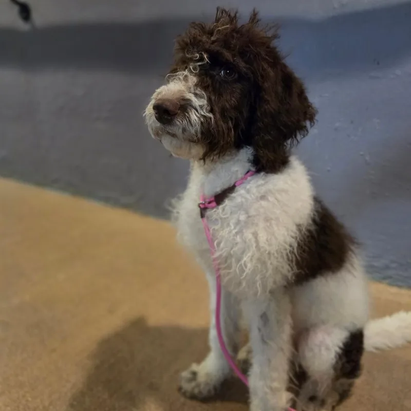 A young medium-sized female White / Cream Standard Poodle dog named Rumi for adoption in Easton, PA