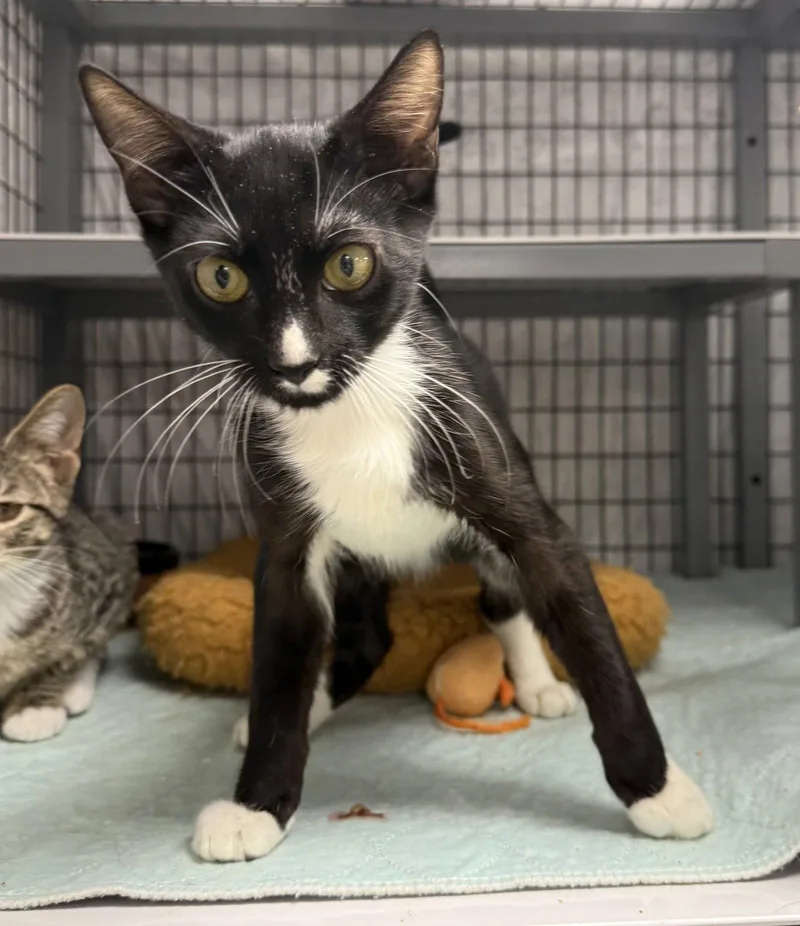 A young medium-sized male Black & White / Tuxedo Domestic Short Hair cat named Antle for adoption in Satellite Beach, FL