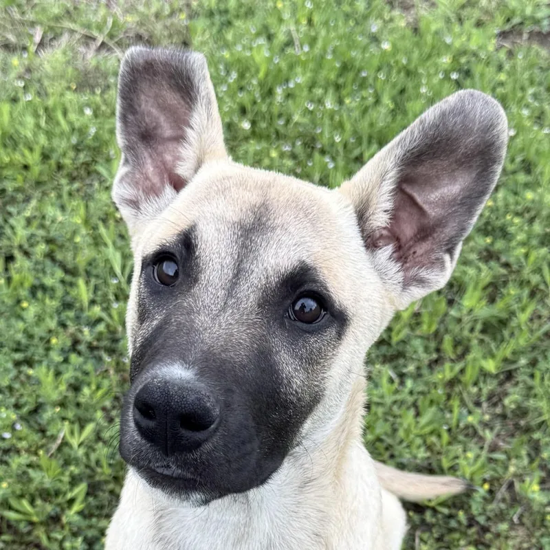 A baby medium-sized male Shepherd dog named Johnny for adoption in Brenham, TX