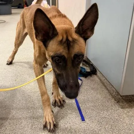 A young large-sized male Yellow / Tan / Blond / Fawn Mixed Breed dog named Ben for adoption in Jacksonville, FL