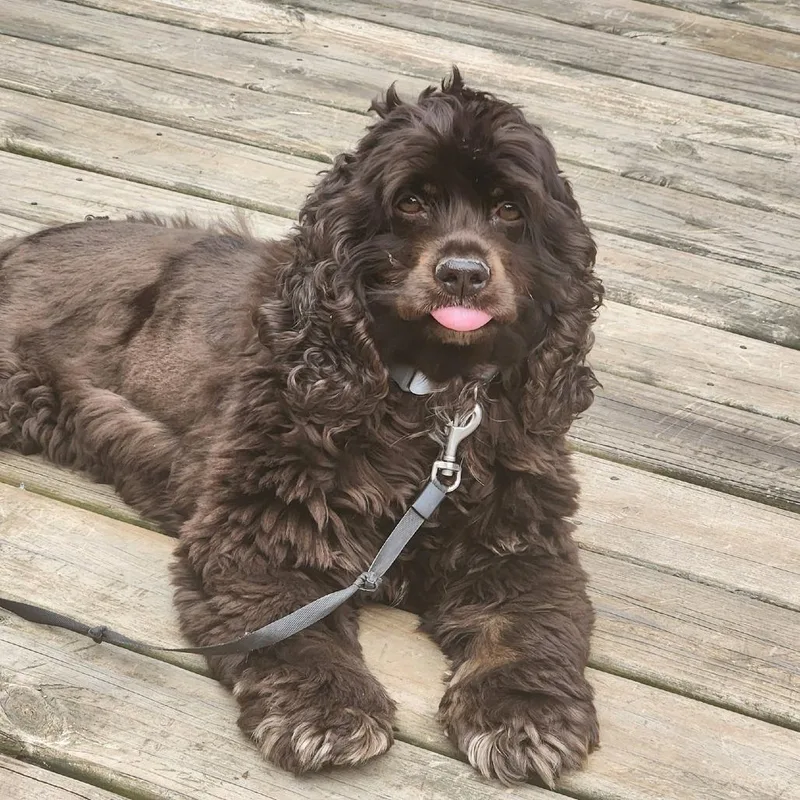 Bella