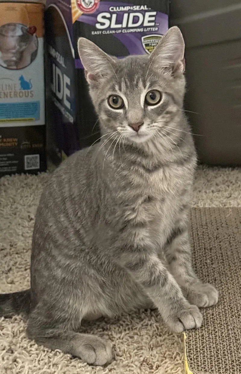 Cosmo