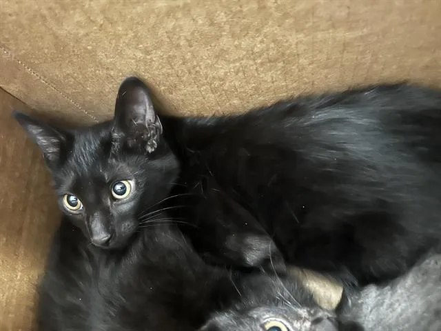 A baby medium-sized male Domestic Short Hair cat named Rocky for adoption in Dallas, TX