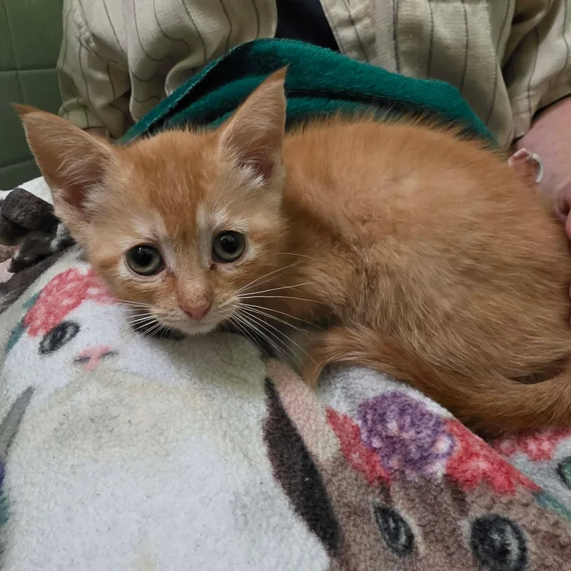 A baby medium-sized male Orange / Red Tabby cat named Vinnie for adoption in Chicago, IL