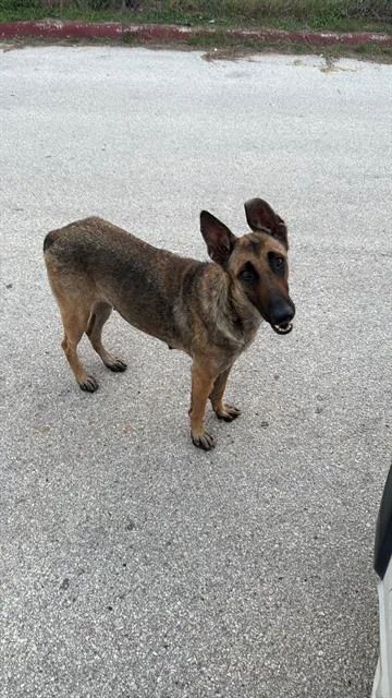 A young medium-sized female German Shepherd Dog dog named Lolita for adoption in San Antonio, TX