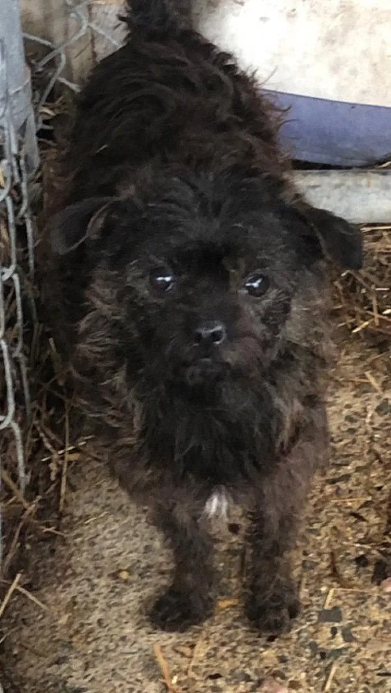 A young medium-sized female Pomeranian dog named Jelly for adoption in Columbia, TN