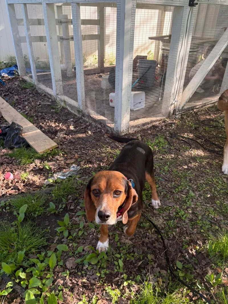 An adult small-sized female Beagle dog named Fidella for adoption in Wappingers Falls, NY