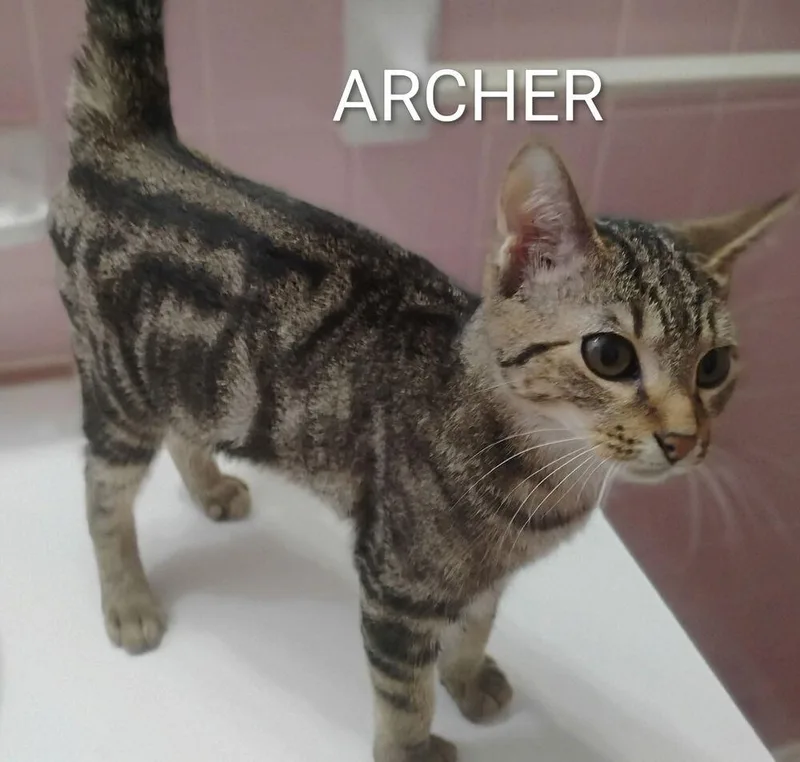 A baby small-sized male Domestic Short Hair cat named Archer for adoption in Groveland, MA