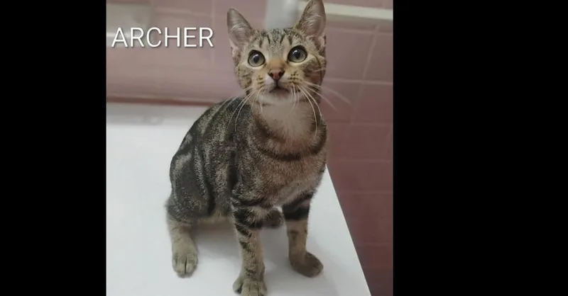 Archer thumbnail 2