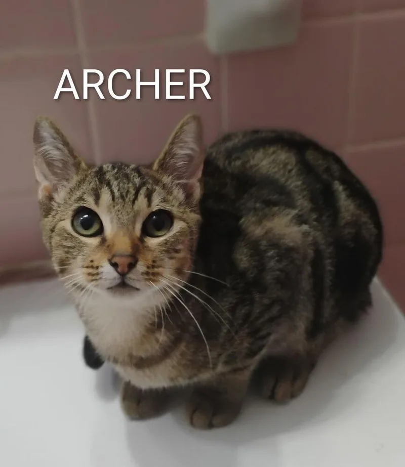 Archer thumbnail 3