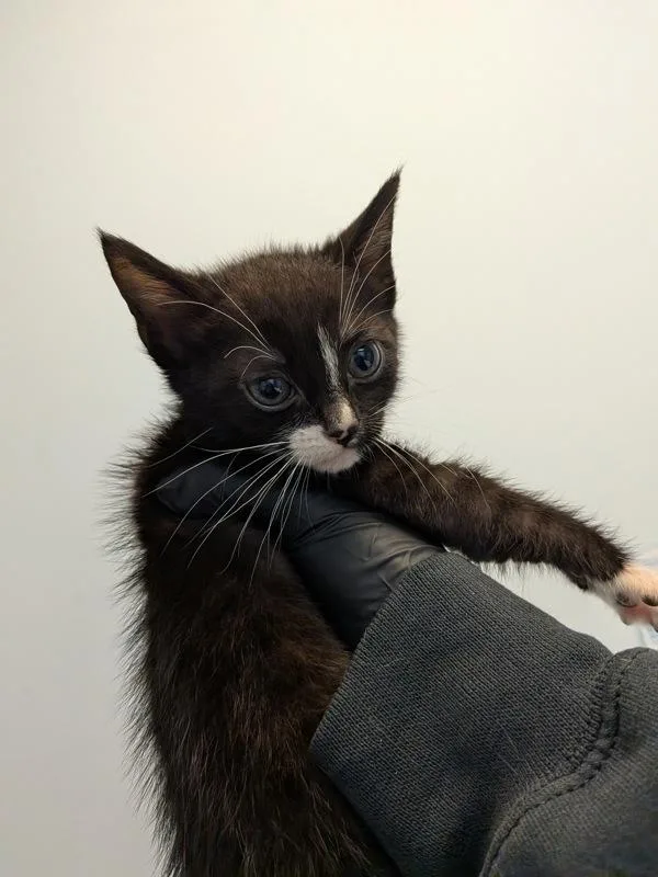 A baby small-sized female Domestic Short Hair cat named Apple for adoption in San Diego, CA
