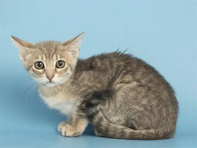 A baby small-sized female Domestic Short Hair cat named Scampi for adoption in Phoenix, AZ