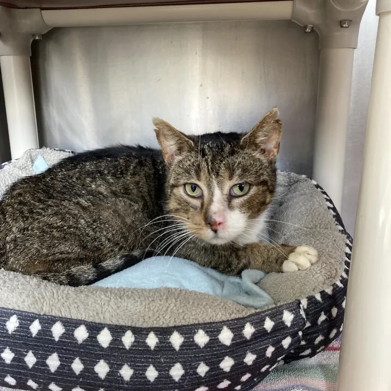An adult medium-sized male Brown / Chocolate Domestic Short Hair cat named Smudge for adoption in Attica, NY