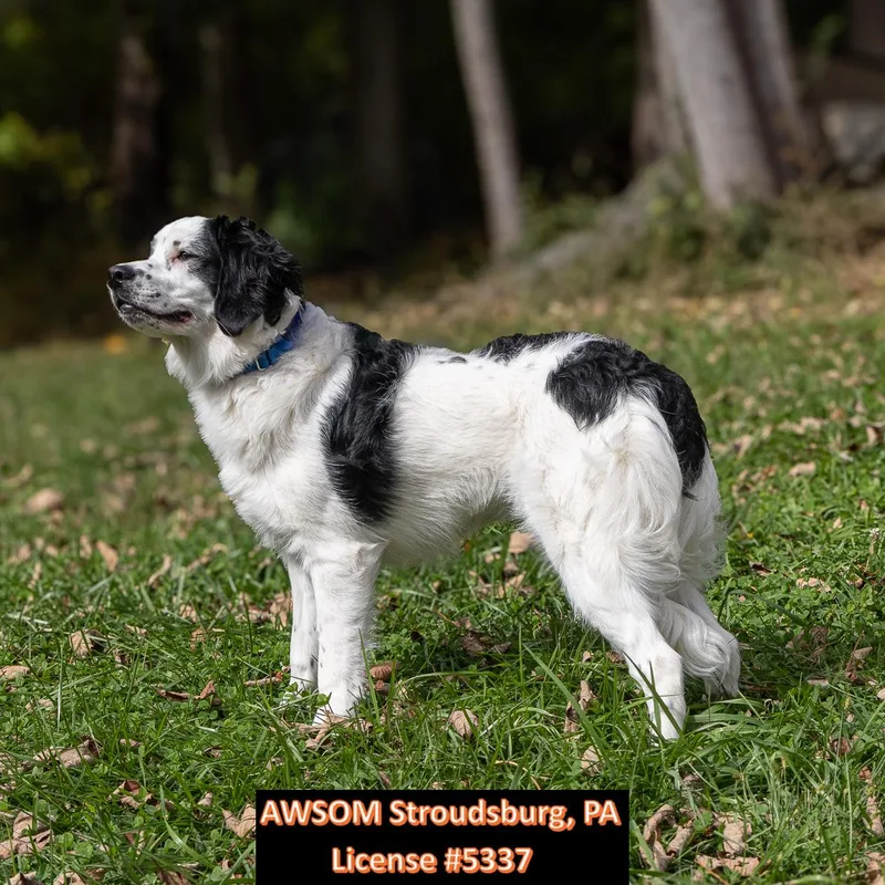 A young medium-sized female Bernese Mountain Dog dog named Sadie for adoption in Stroudsburg, PA