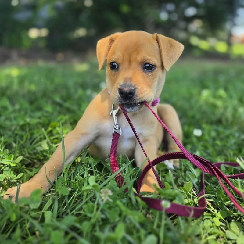A baby medium-sized female Yellow / Tan / Blond / Fawn Retriever dog named Hashbrown for adoption in Lowell, AR