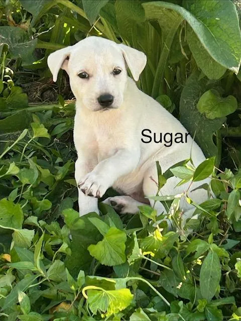 Sugar Bee