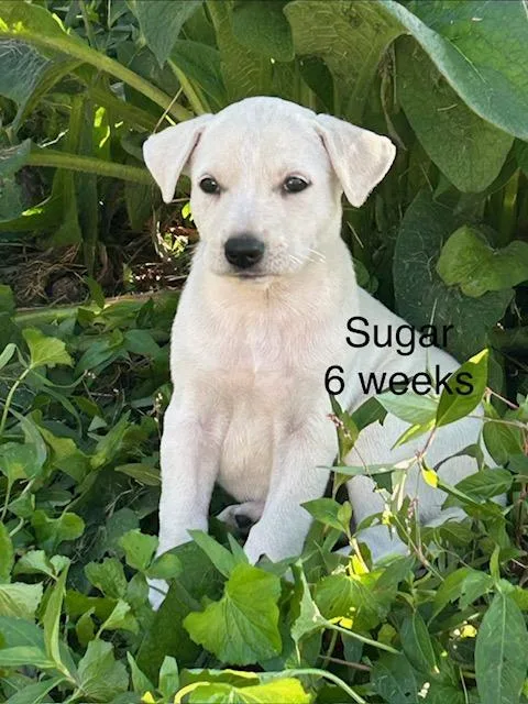 Sugar Bee thumbnail 2