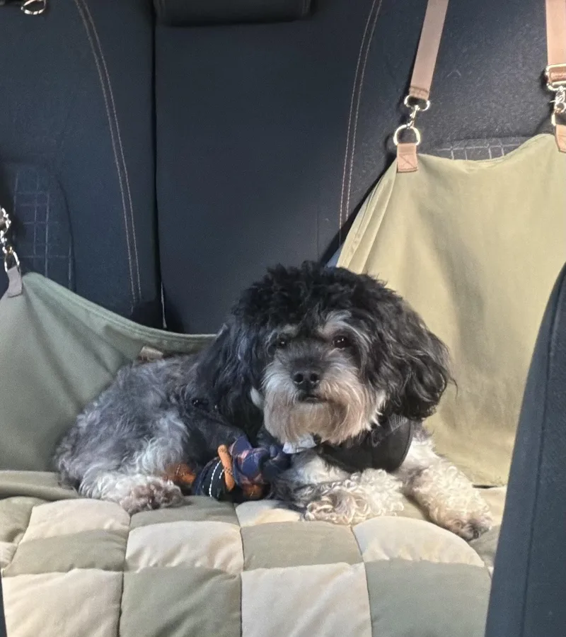 An adult small-sized male Miniature Schnauzer dog named Nipsey for adoption in Philadelphia, PA
