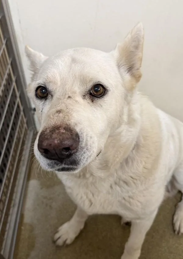 An adult large-sized female Shepherd dog named Lola for adoption in Vancouver, WA