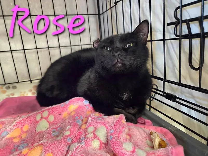 A young medium-sized female Black Domestic Short Hair cat named Rose for adoption in Anna, TX