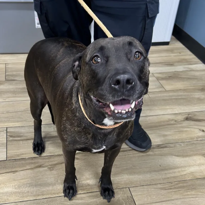 An adult large-sized female Black Black Labrador Retriever dog named Raven for adoption in Newark, NJ