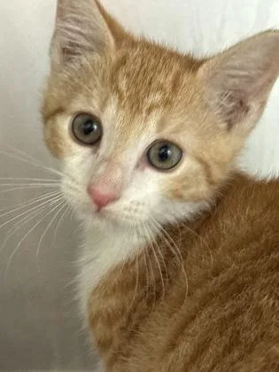 A baby small-sized female Domestic Short Hair cat named Mushu for adoption in Madison, NJ